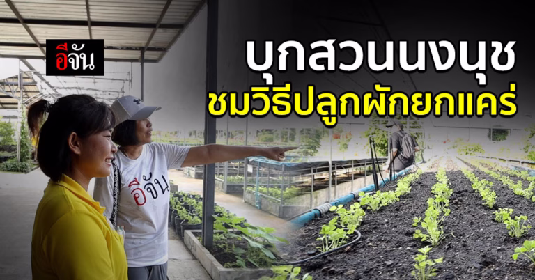 อีจันบุกสวนนงนุช ชมวิธีปลูกผักยกแคร่