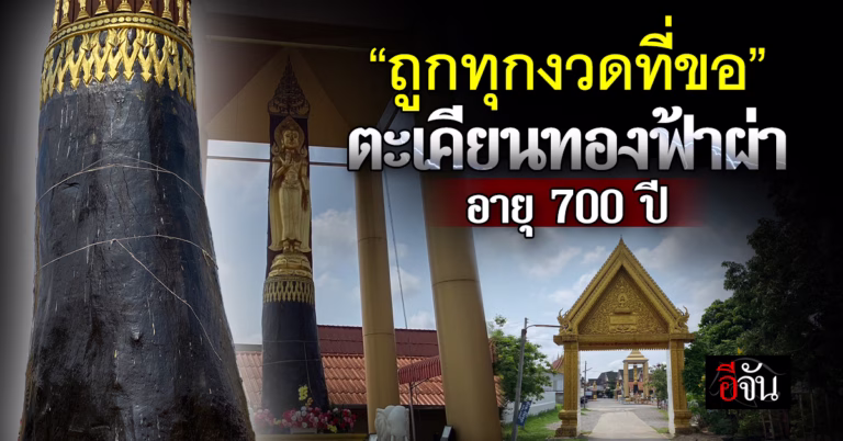 ตะเคียนทองฟ้าผ่า อายุ 700 ปี วัดป่ากล้วย เชียงราย