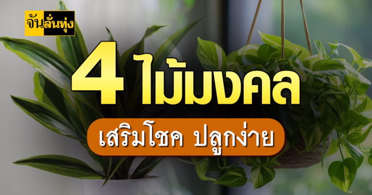 4ไม้มงคล เสริมโชค รับทรัพย์ ปลูกง่าย ดูแลง่าย