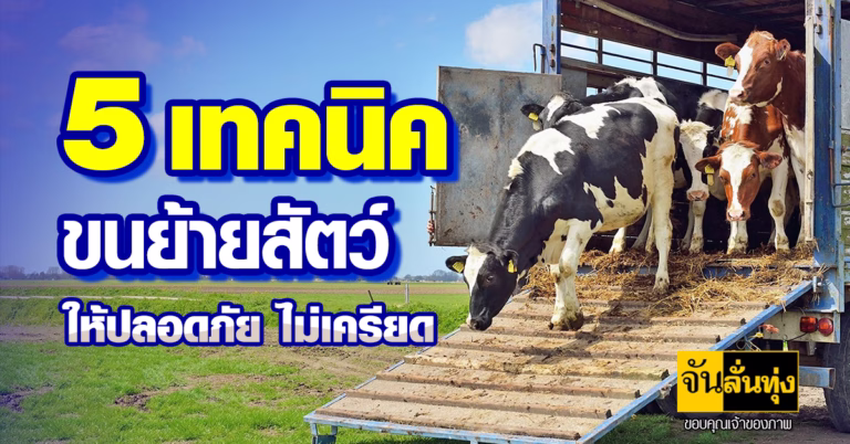 5 เทคนิคขนย้ายสัตว์ ให้ปลอดภัย ไม่เครียด