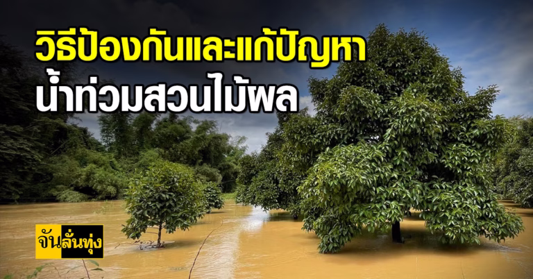 วิธีป้องกันและแก้ปัญหาน้ำท่วมสวนไม้ผล