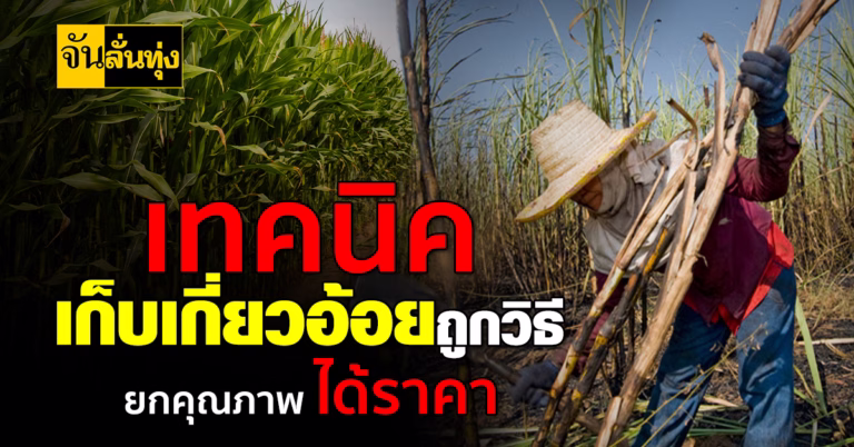เทคนิคเก็บเกี่ยวอ้อยถูกวิธี ยกคุณภาพ ได้ราคาดี