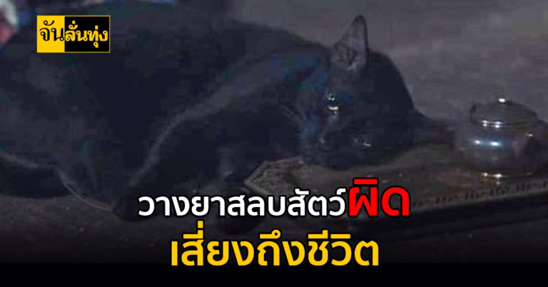 วางยาสลบสัตว์ผิด เสี่ยงถึงชีวิต