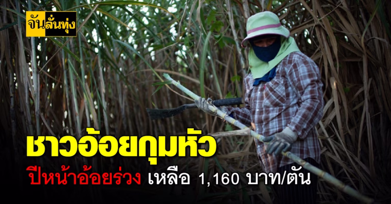 ชาวอ้อยกุมหัว ปีหน้าอ้อยร่วง เหลือ 1,160 บาท/ตัน
