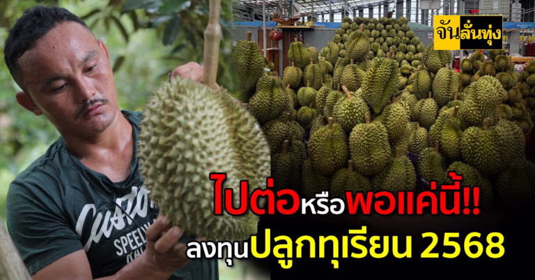 ไปต่อหรือพอแค่นี้!! ลงทุนปลูกทุเรียน 2568