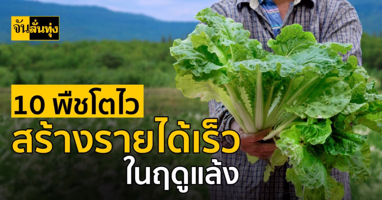 10 พืชโตไว สร้างรายได้เร็วในฤดูแล้ง
