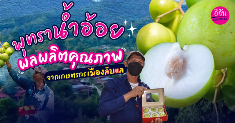 พุทราน้ำอ้อย ผลผลิตคุณภาพ จากเกษตรกรเมืองลับแล