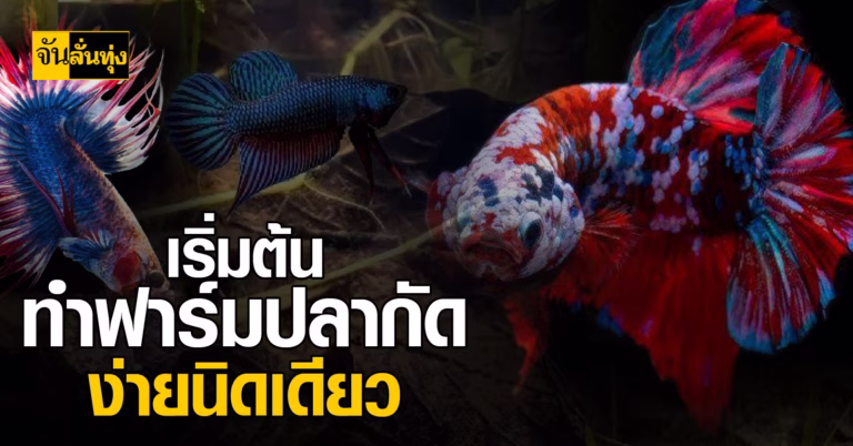 เริ่มต้นทำฟาร์มปลากัด ง่ายนิดเดียว