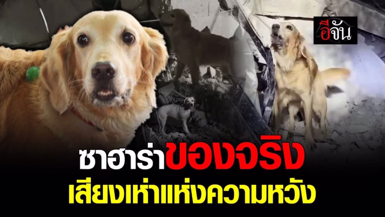 ซาฮาร่า K9 ค้นหาผู้รอดชีวิตใต้ซากตึกถล่ม