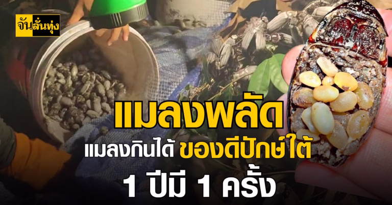 แมลงพลัด แมลงกินได้ ของดีปักษ์ใต้ 1 ปีมี 1 ครั้ง