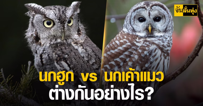 นกฮูก vs นกเค้าแมว ต่างกันอย่างไร ?