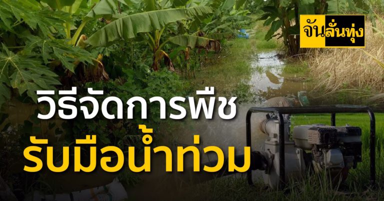 แนวทางการจัดการพืชเพื่อรับมือสภาพน้ำท่วม