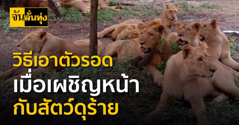วิธีการเอาตัวรอด เมื่อต้องเผชิญหน้ากับสัตว์ดุร้าย