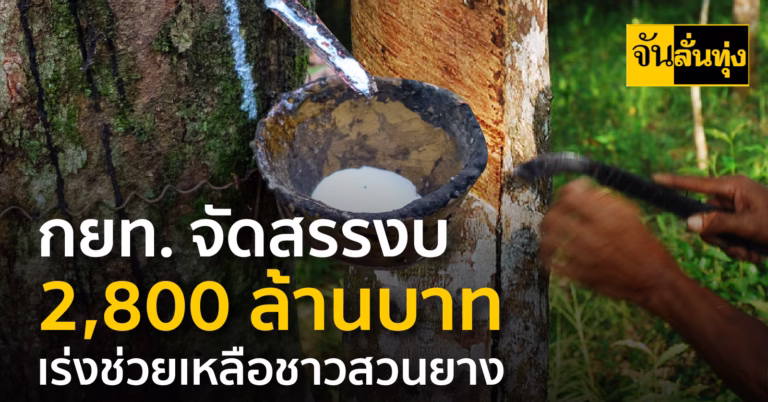 กยท. จัดสรรงบ 2,800 ล้านบาท เร่งช่วยเหลือชาวสวนยางโค่นปลูกแทนด้วยทุนตนเองก่อนอนุมัติ ไร่ละ 16,000 บาท อนุมัติคำขอครบ 100% แล้ว เดินหน้าจ่ายเงินฯ เสร็จสิ้น ภายใน 15 ก.ย. นี้