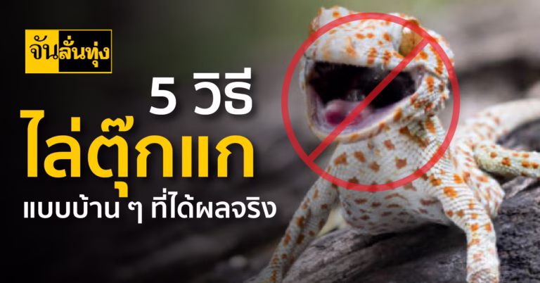 5 วิธีไล่ตุ๊กแกแบบบ้าน ๆ ที่ได้ผลจริง