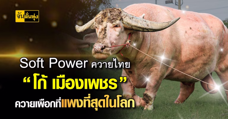 Soft Power ควายไทย “โก้ เมืองเพชร” ควายเผือกที่แพงที่สุดในโลก