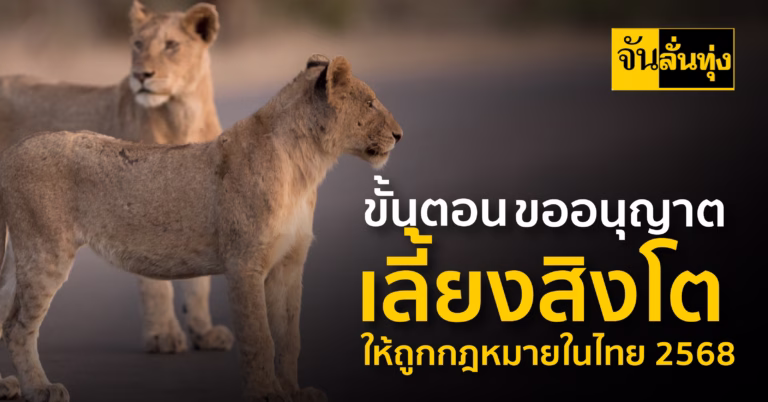 ขั้นตอนขออนุญาตเลี้ยงสิงโตให้ถูกกฎหมายในไทย 2568