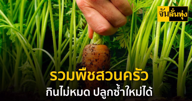 วมพืชสวนครัว กินไม่หมด ปลูกซ้ำใหม่ได้