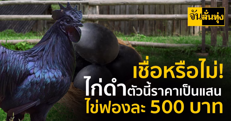 ‘ไก่ดำอินโด’ แพงที่สุดในโลก ตัวละเป็นแสน ไข่ฟองละ 500 บาท!
