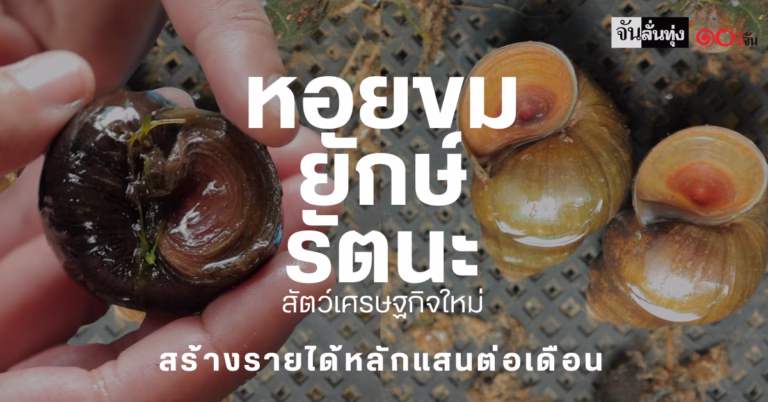 หอยขมยักษ์รัตนะ สัตว์เศรษฐกิจใหม่ สร้างรายได้หลักแสนต่อเดือน