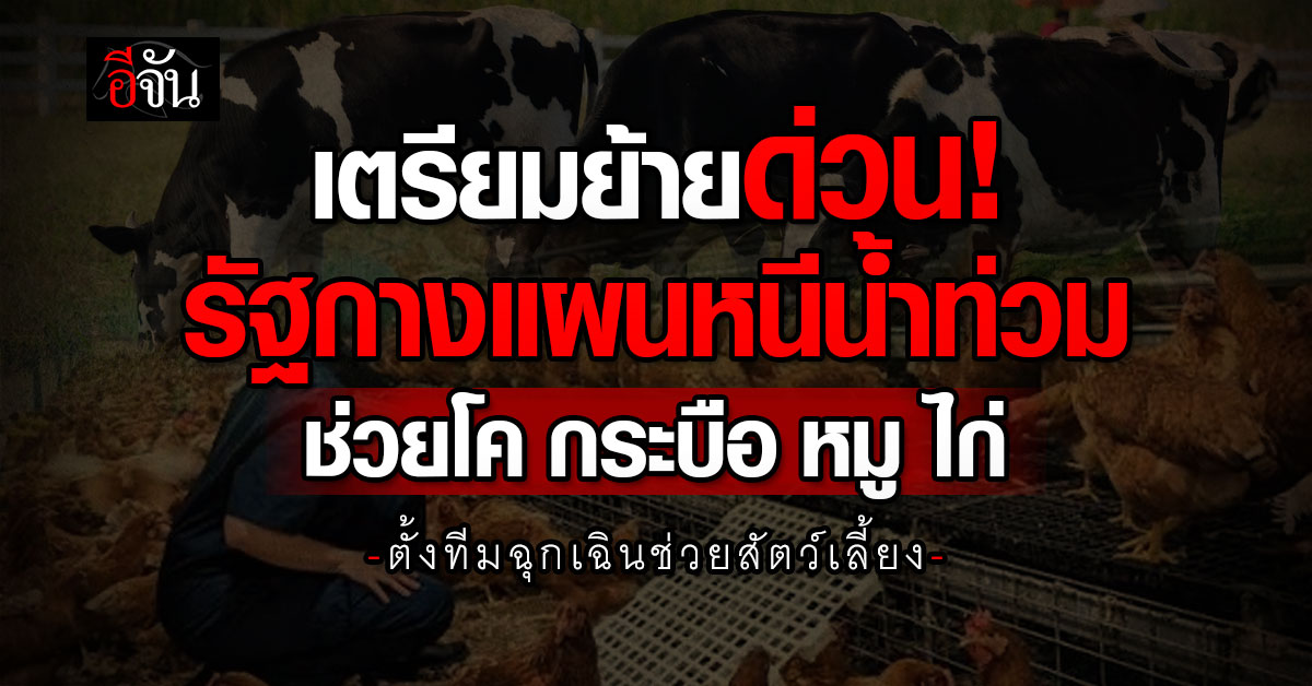 เตรียมย้ายด่วน! รัฐกางแผนรับมือน้ำท่วม ช่วย “โค กระบือ หมู ไก่”
