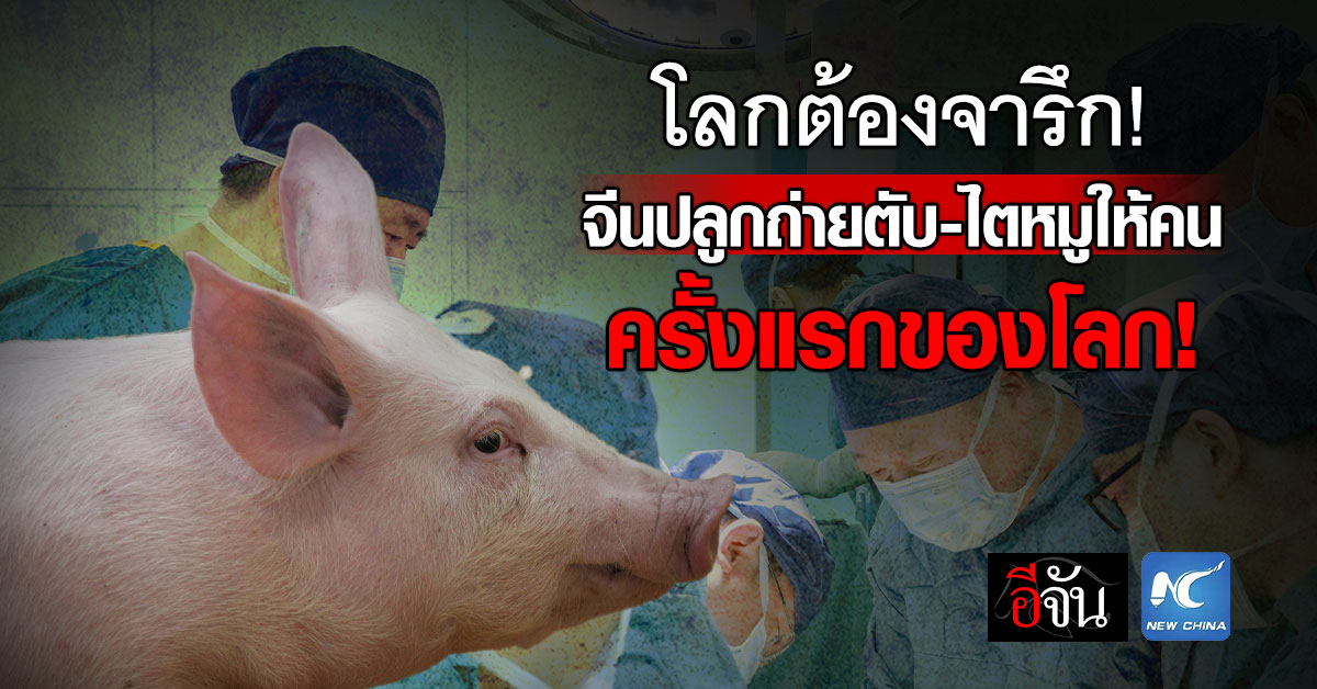 ทำได้ครั้งเเรกของโลก! จีนปลูกถ่ายอวัยวะหมูให้คนได้จริง