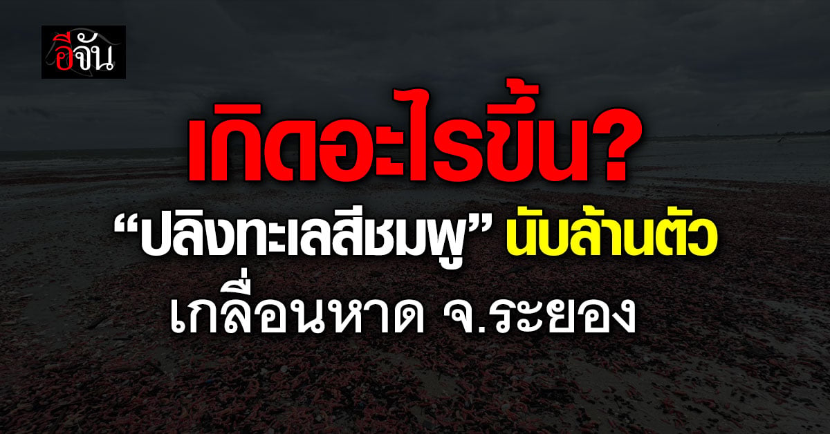 เกิดอะไรขึ้น? “ปลิงทะเลสีชมพู” นับล้านตัว โผล่เกลื่อนหาด จ.ร