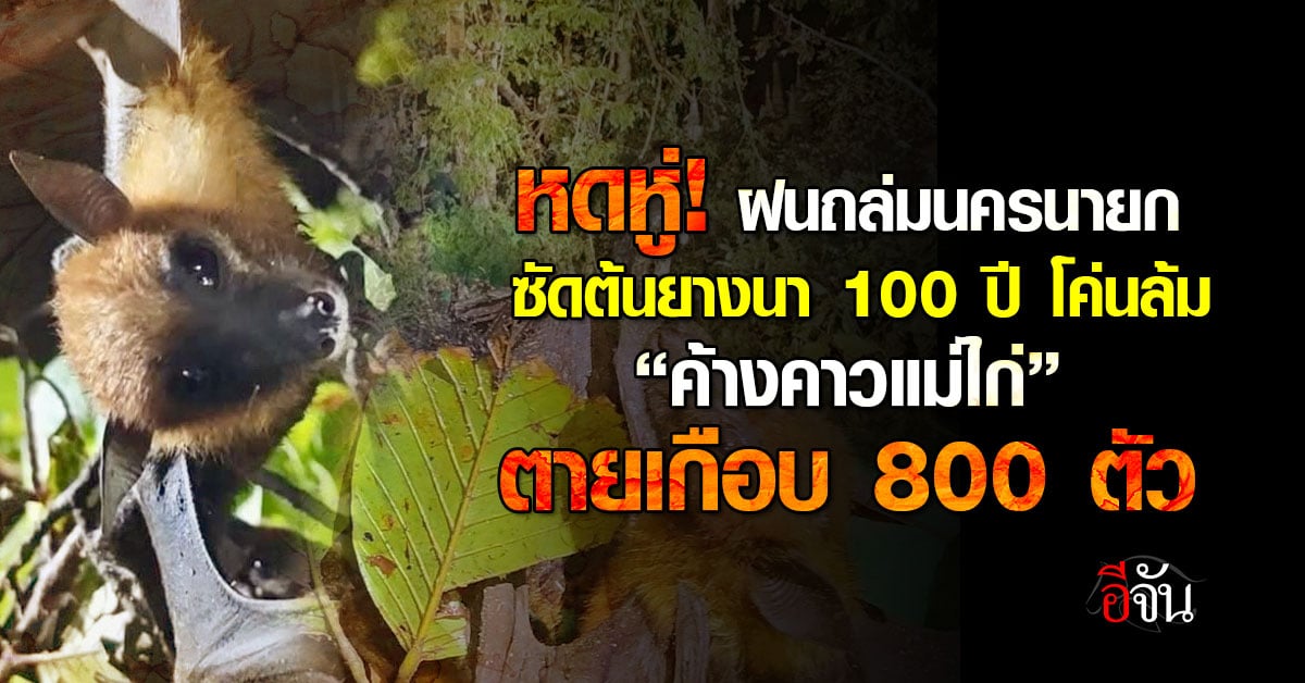 หดหู่! ฝนถล่มนครนายก ซัดต้นยางนา 100 ปี โค่นล้ม ทำ “ค้างคาวแ